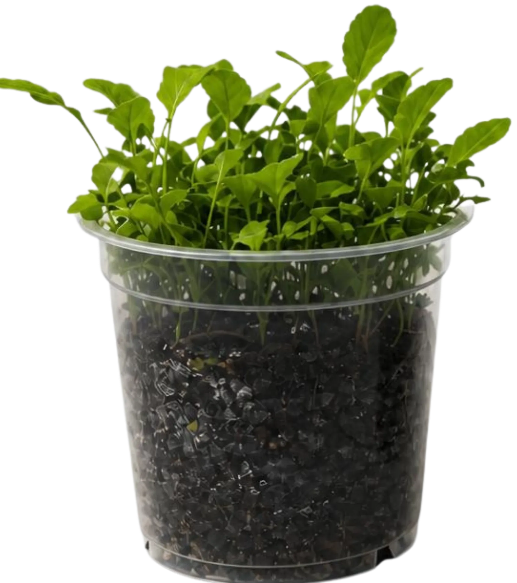 Seedling cup grown with a 10% dose of foom fertiliser, with taller, denser growth