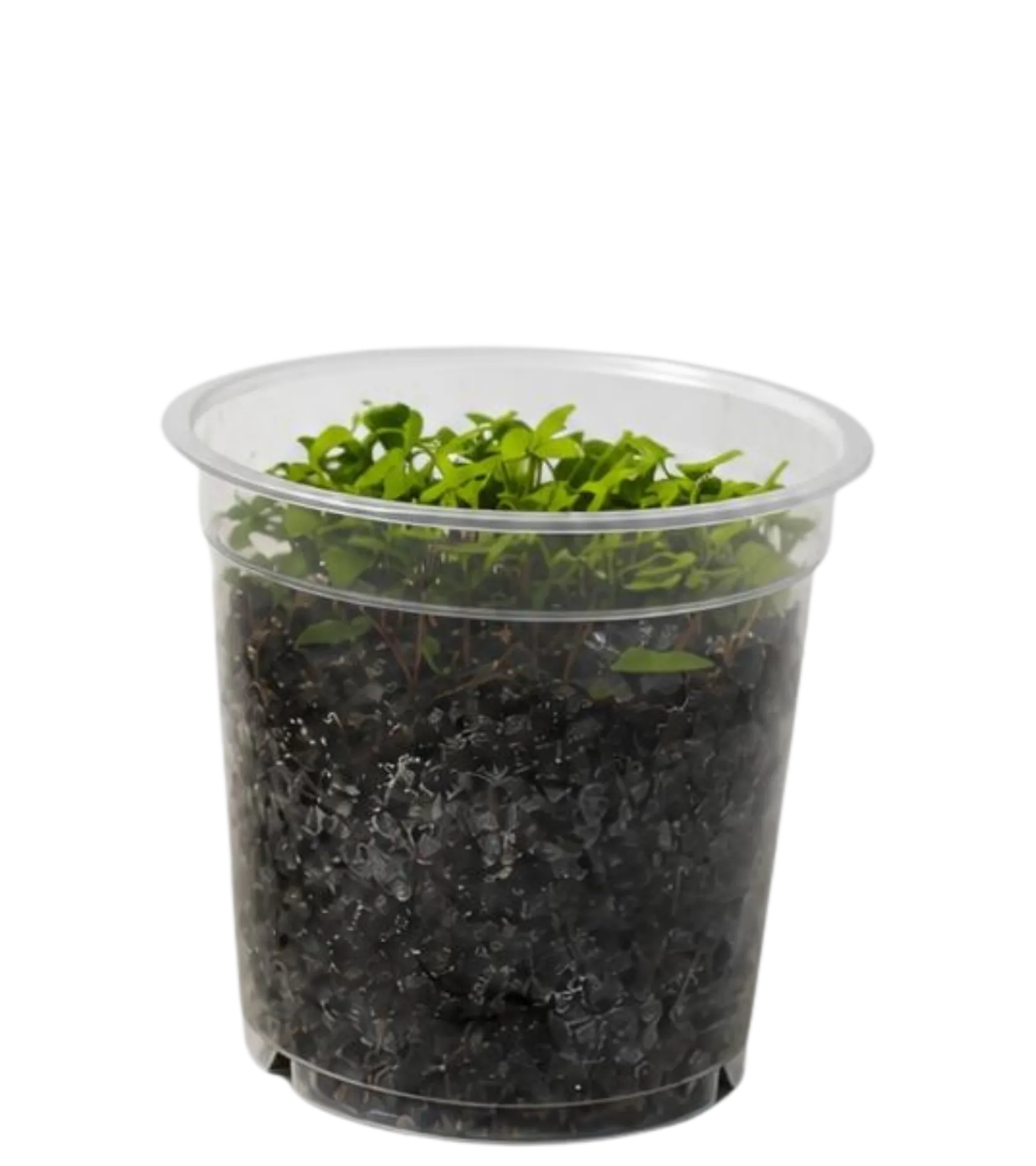 Seedling cup grown without foom fertiliser, with short, sparse sprouts