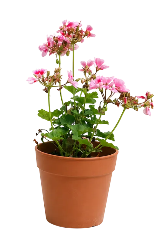 Geranium in a terracotta pot with fewer blooms, before continued foom fertiliser treatment