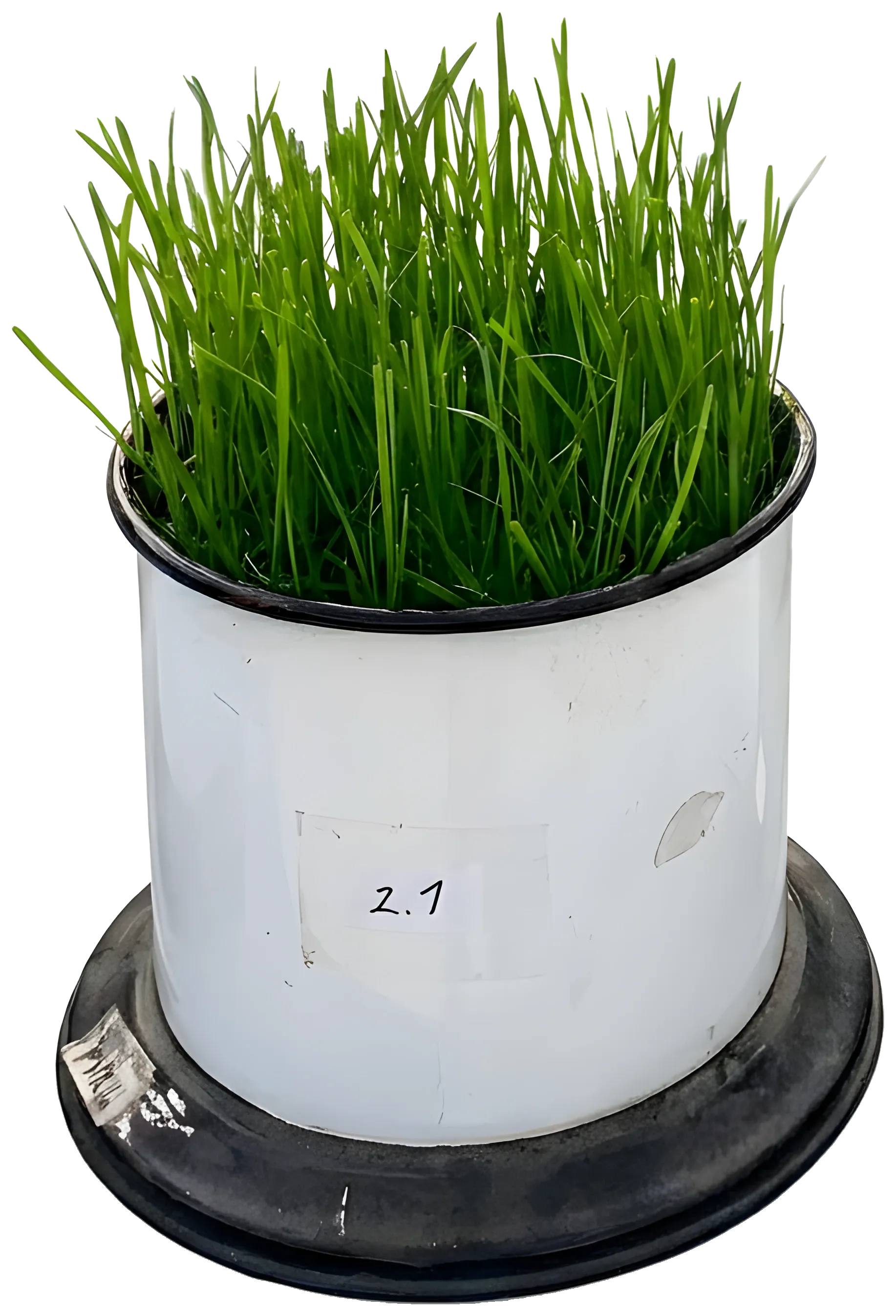 Grass in a white trial pot labelled 2.1, grown with foom fertiliser, with taller blades