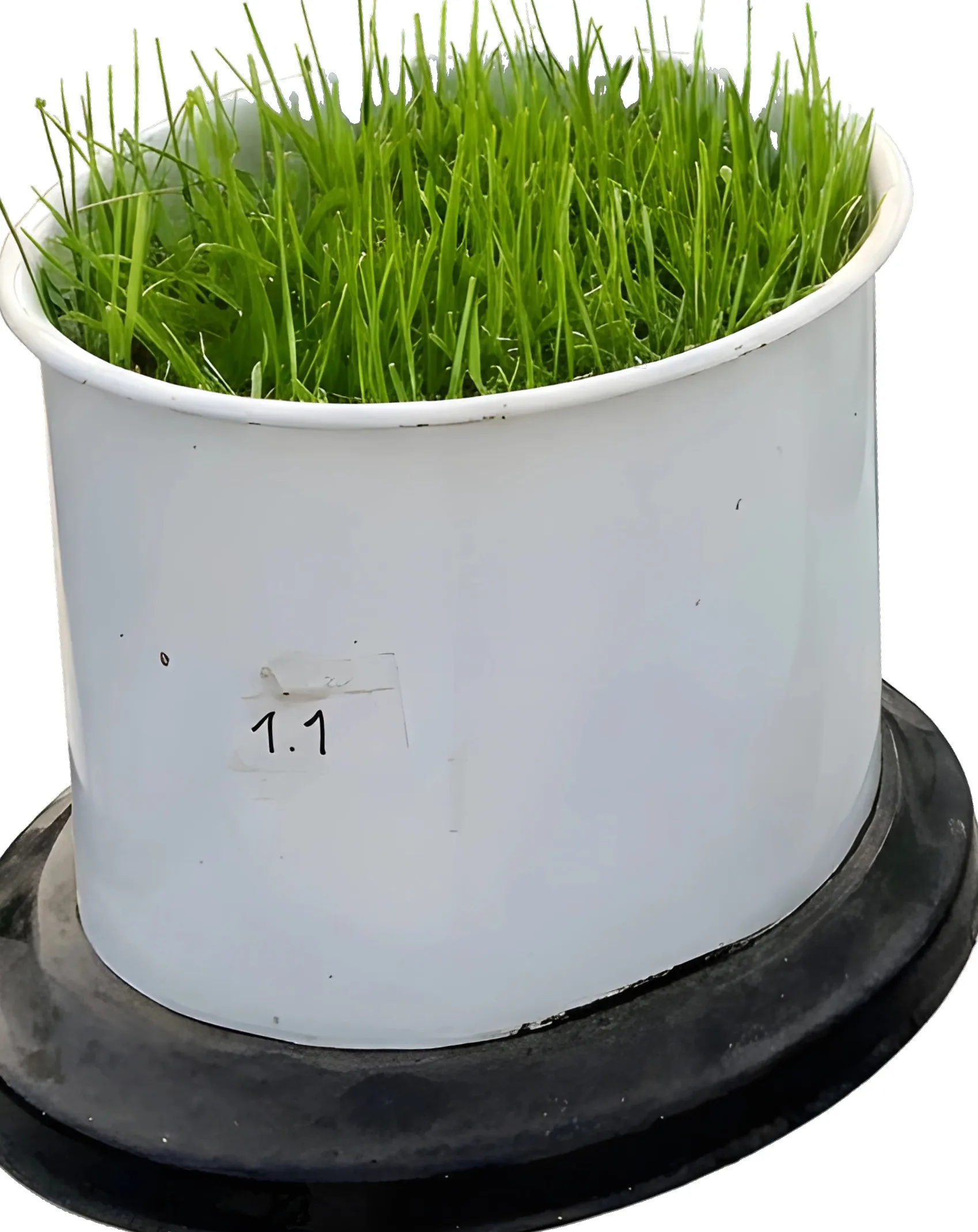 Grass in a white trial pot labelled 1.1, grown without foom fertiliser
